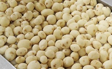 剥皮，检查和分级土豆和新鲜农产品